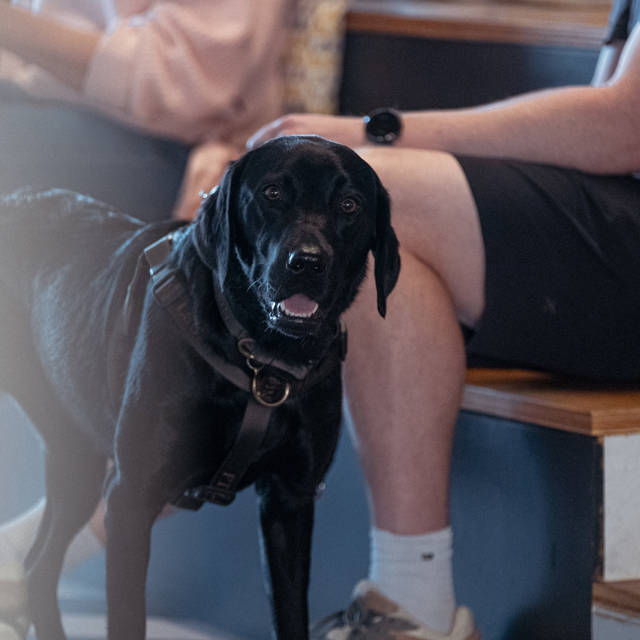 A black Labrador dog wearing a harness looks toward the camera while standing beside people seated indoors.