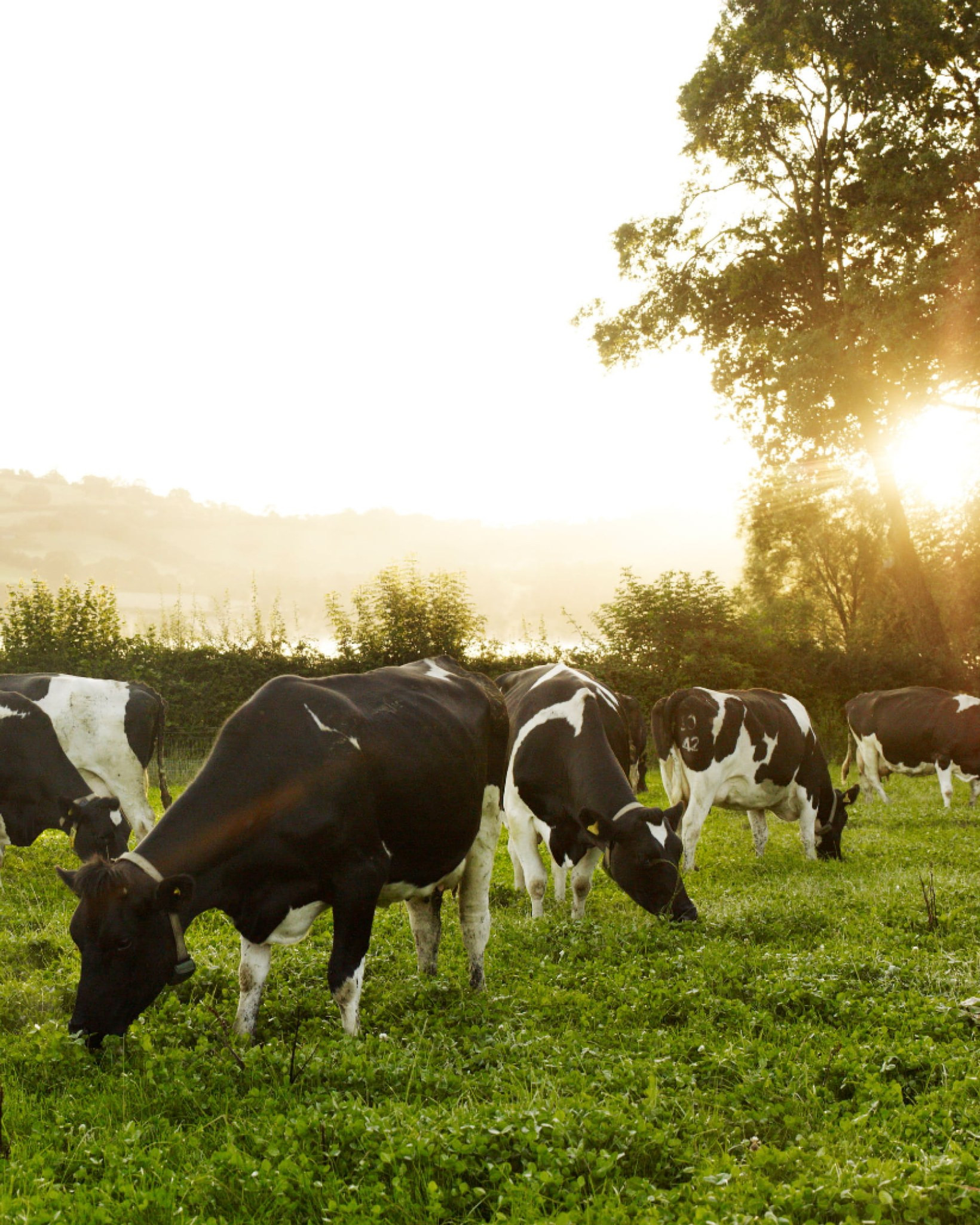 Dairy cows grazing in an idyllic setting, early morning sunshine streams from behind a tree
