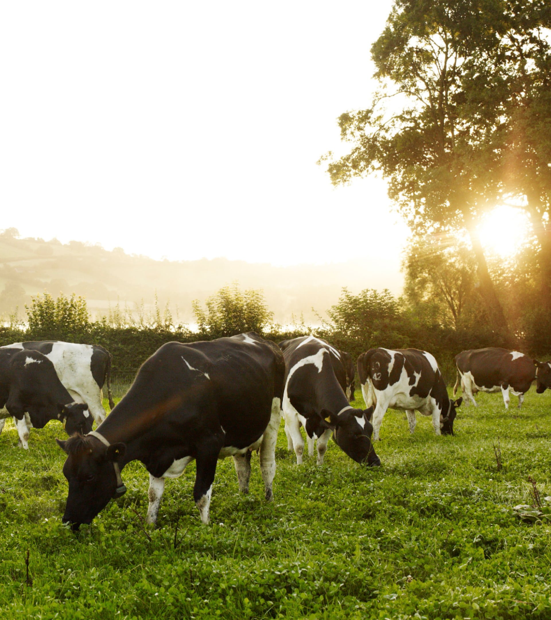 Dairy cows grazing in an idyllic setting, early morning sunshine streams from behind a tree